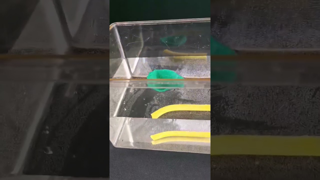 Warum k&ouml;nnen Schiffe schwimmen? Experiment zu Auftrieb und Dichte