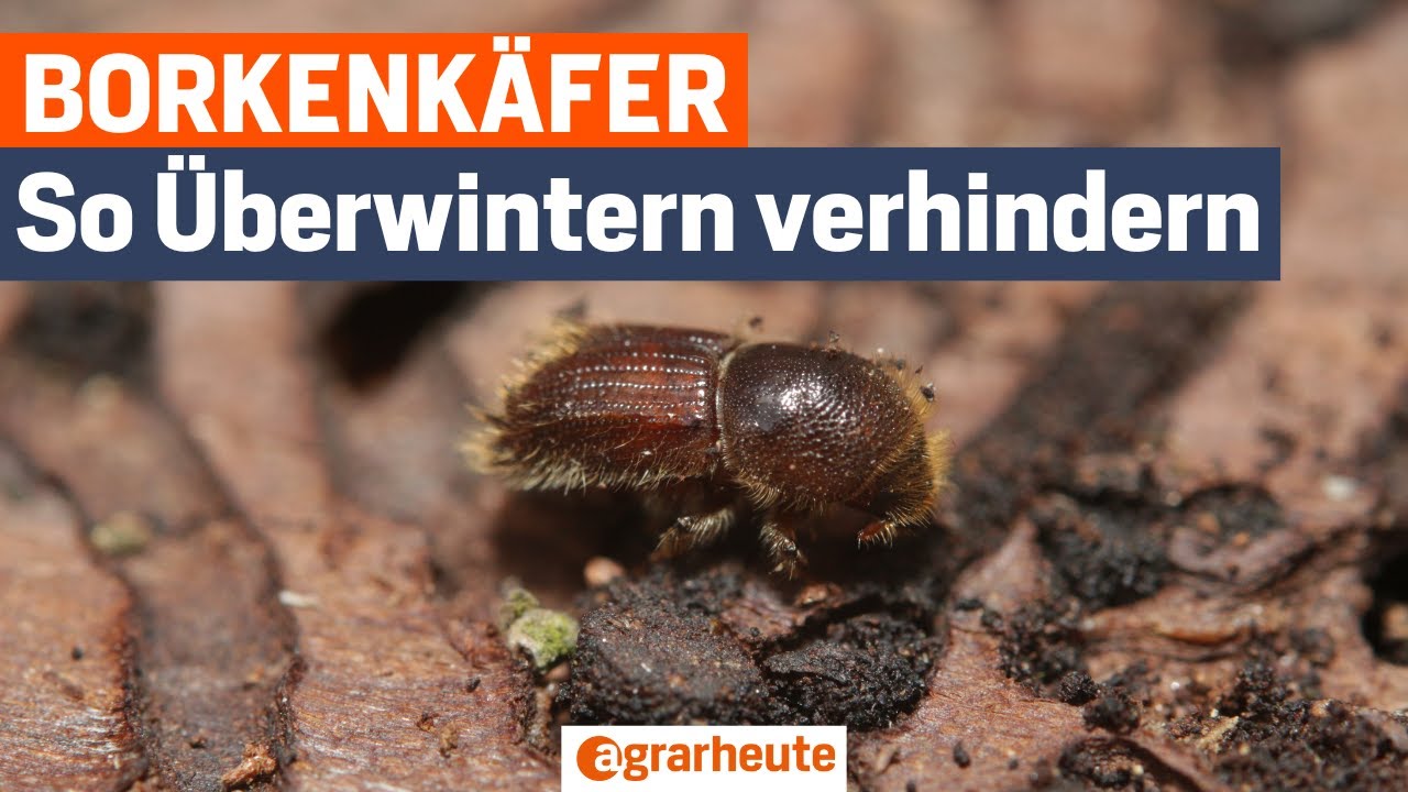 Kampf gegen den Borkenk&auml;fer &ndash; So verhindern Waldbesitzer die &Uuml;berwinterung