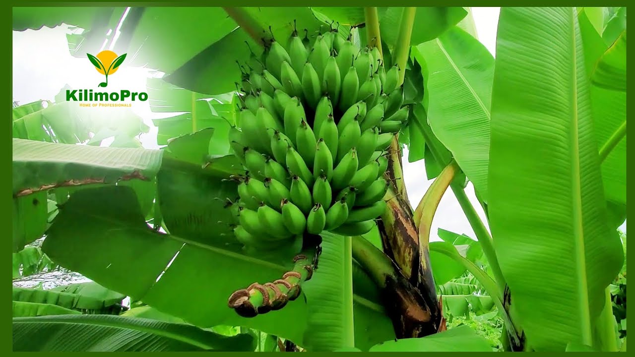KILIMO CHA MIGOMBA 