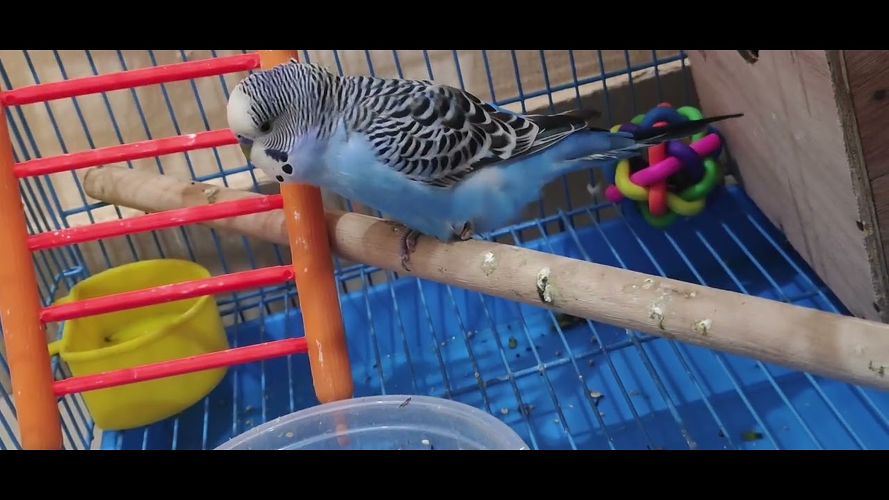 African lovebirds beautiful colours