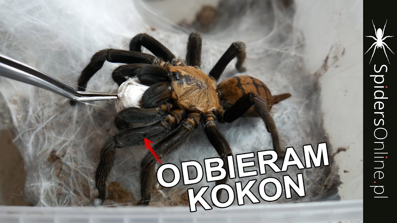 Nowe KOKONY, samce, aktualizacja CHROMATOPELMA - spidersonline.pl