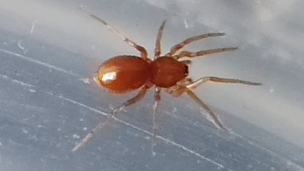 Самый маленький паук-гоблин