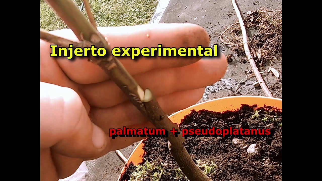 Cómo hacer un injerto de palmatum con pseudoplatanus