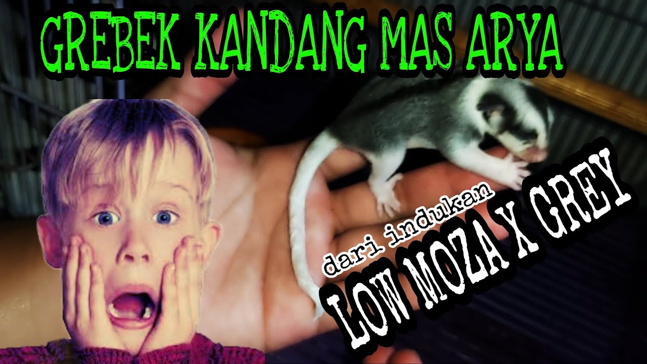PANEN SUGAR GLIDER || ANAK LOW MOZAIC X GREY || SUGAR GLIDER PROJECT