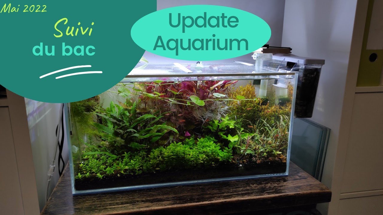 Aquarium 54 litres: le tour du bac