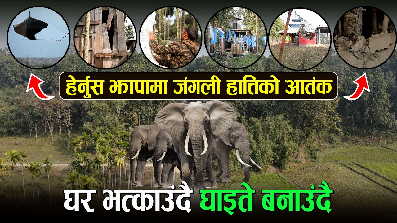 झापामा जंगली हात्तिको आतंक, घर भत्काउँदै घाइते बनाउदै | Elephant Attack in Jhapa || Wave Nepal