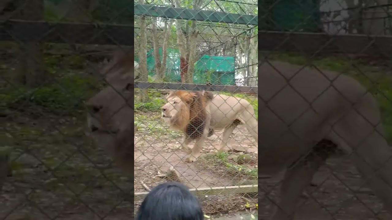 Bannerghatta Zoo (Biological Park)