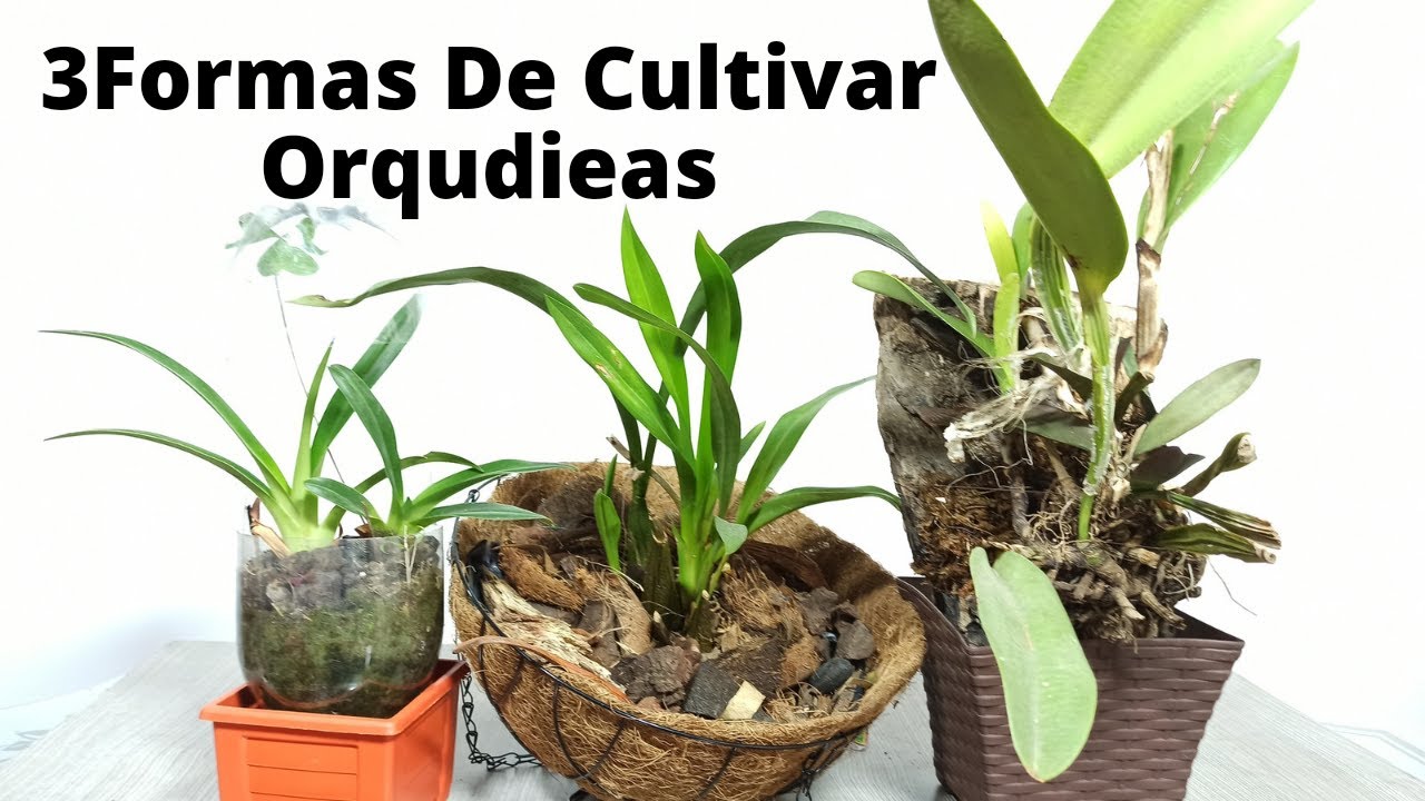 3 FORMAS DE CULTIVAR ORQUIDEAS EN CASA