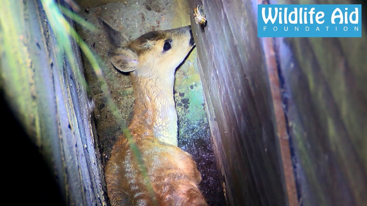 Deer rescued from sure death - Wildlife Rescue