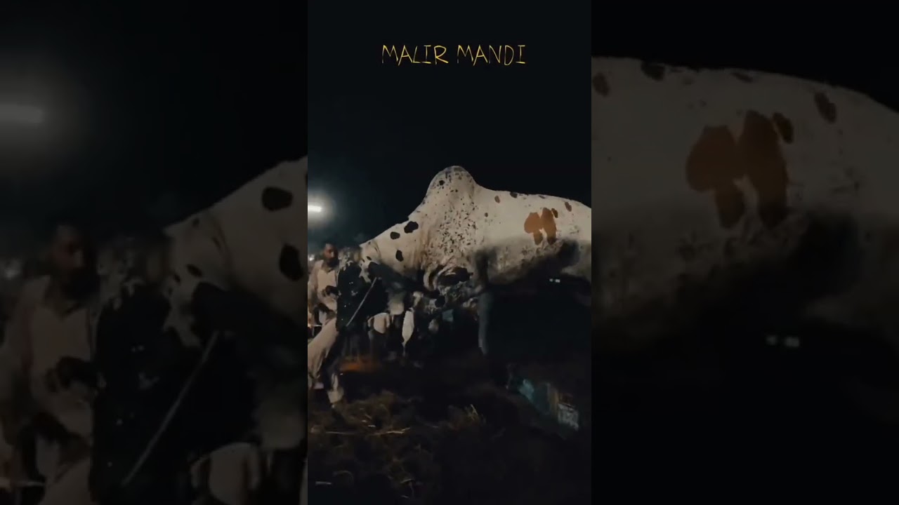 welcome to  malir 15 Bakra Mandi