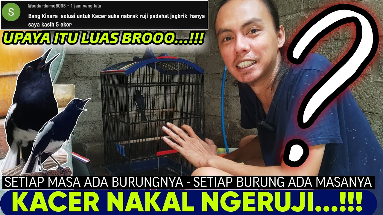 PASTI TERCERAHKAN SETELAH INI ⁉️ KACER NAKAL NGERUJI Saya Beginikan, SEMI DAN JINAK beda