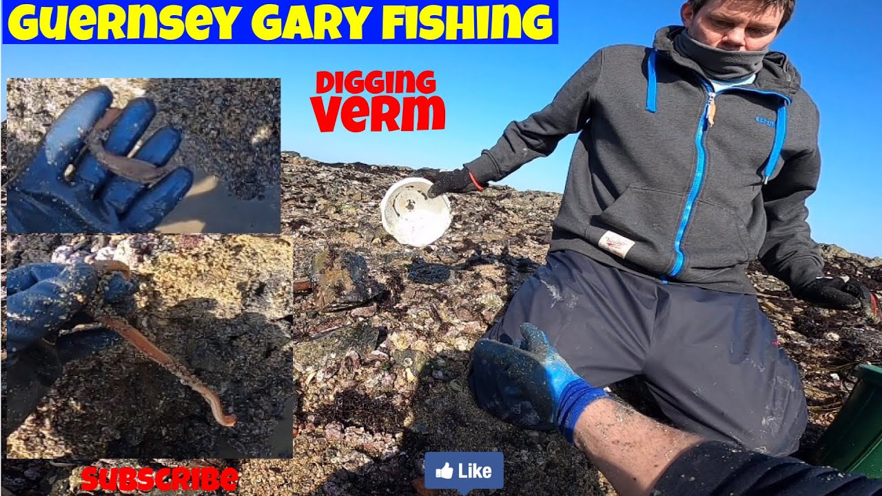 How to dig our local rock worm verm in Guernsey Channel Islands bait for fishing
