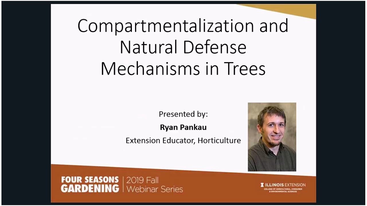Tree Compartmentalization