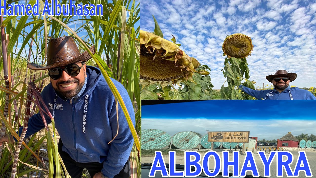 مزرعه البحيره الزرقاء العبدلي / ALBOHAYRA FARM IN KUWAIT/hamed albuhasan
