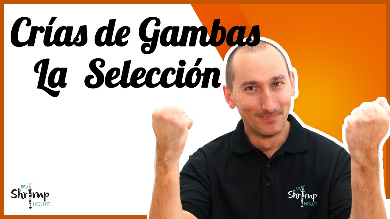 COMO SELECCIONAR GAMBAS y fijar nuestro PROYECTO