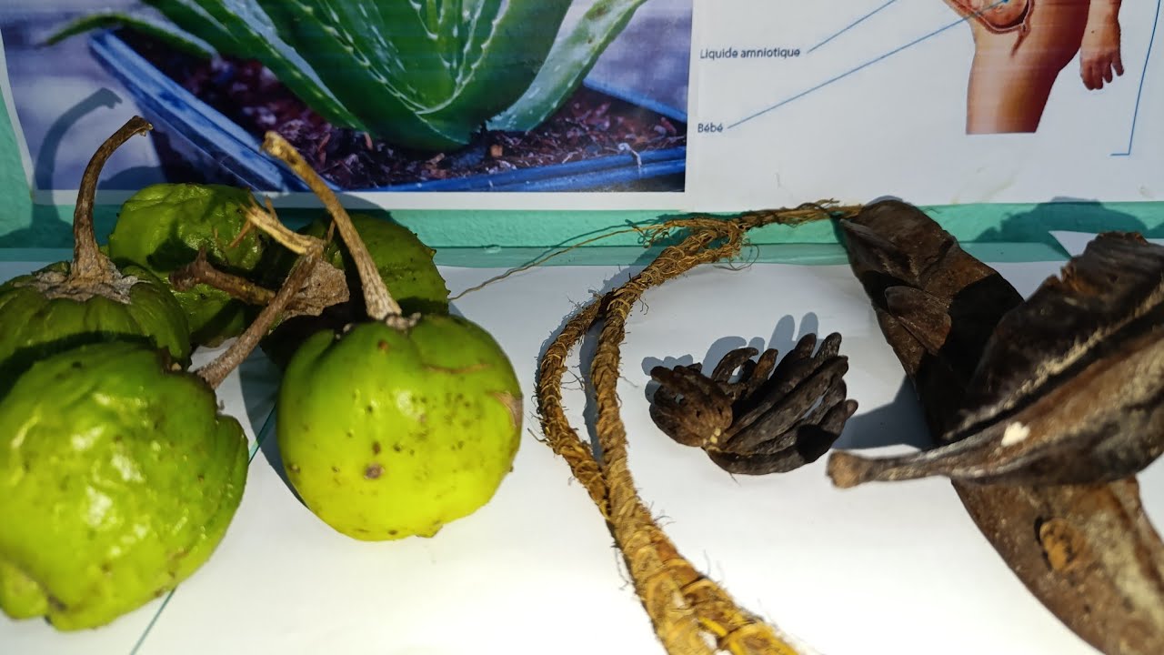 #varicocele :dilatation des veines des testicules . #traitement naturel