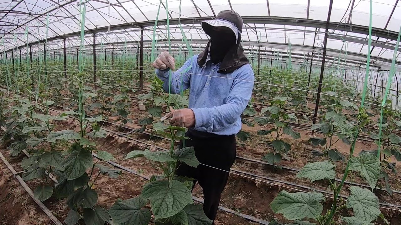 Merawat tanaman timun jepang