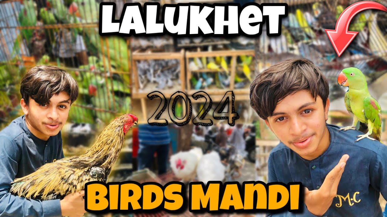 Lalukhet Birds Market 2024 Latest Update | Asia Ki Big Birds Mandi In Karachi | Sunday Birds Market