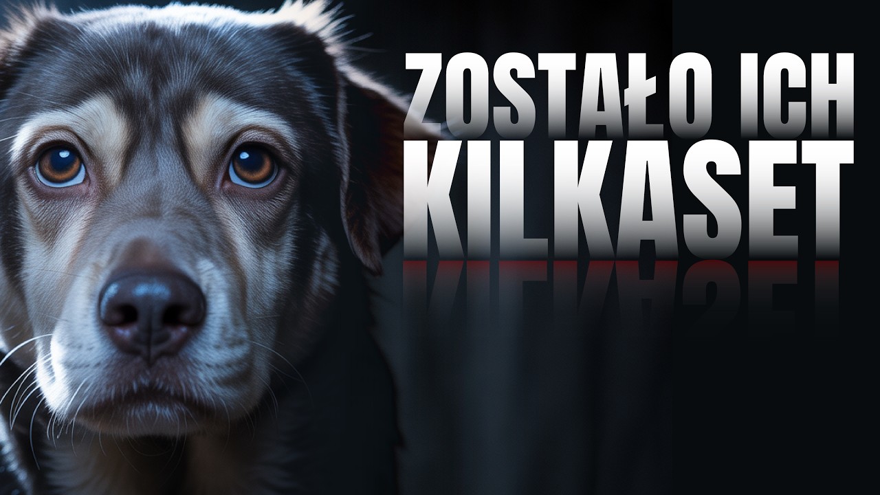 5 ras psów, które mogą ZNIKNĄĆ na zawsze! | Na cztery łapy | Zostało ich kilkaset!