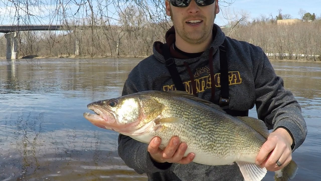GIANT Mississippi River Walleye - Pool 2 MN