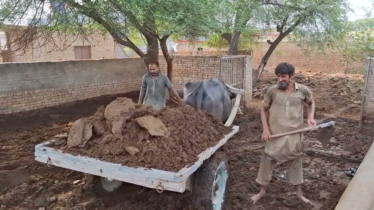 رہڑی بھرنے میں مقابلہ::: ہار کس نے مانی:::قیدی 804 کے چرچے