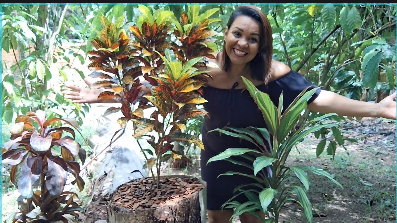 TRONCO ABANDONADO NO SÍTIO VIROU UM CANTINHO ACONCHEGANTE+ RESGATEI PLANTAS NO MATO
