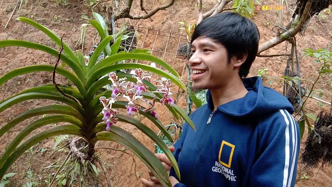CARA MUDAH MEMBUNGAKAN VANDA TRICOLOR VAR. TRICOLOR SULIT BERBUNGA