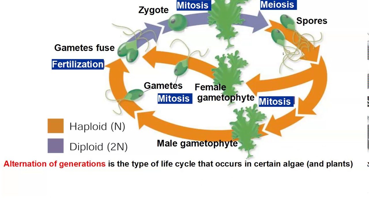 Macroalgae - Phylum Chlorophyta, Ecology & Human Use!