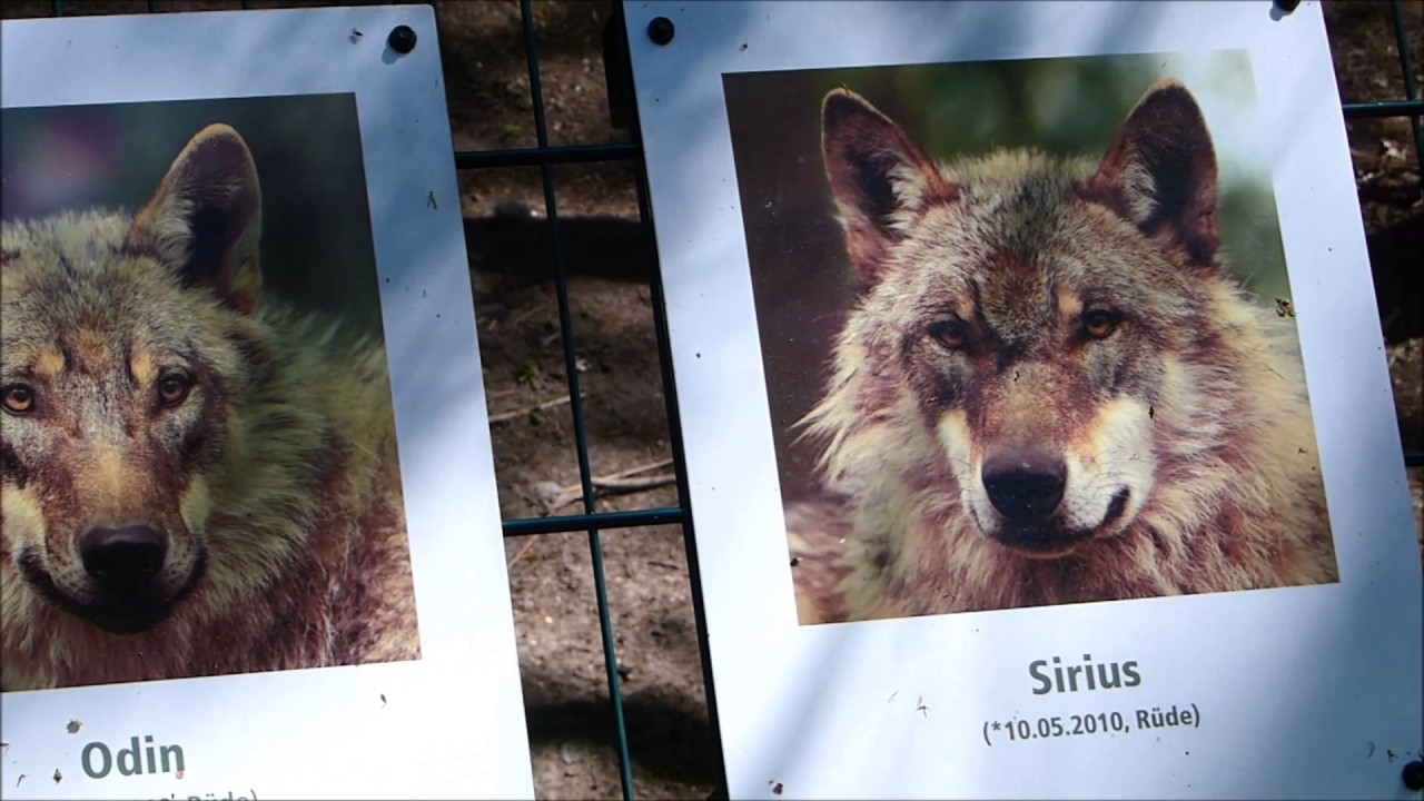 Kleiner Besuch im Wolfcenter Dörverden