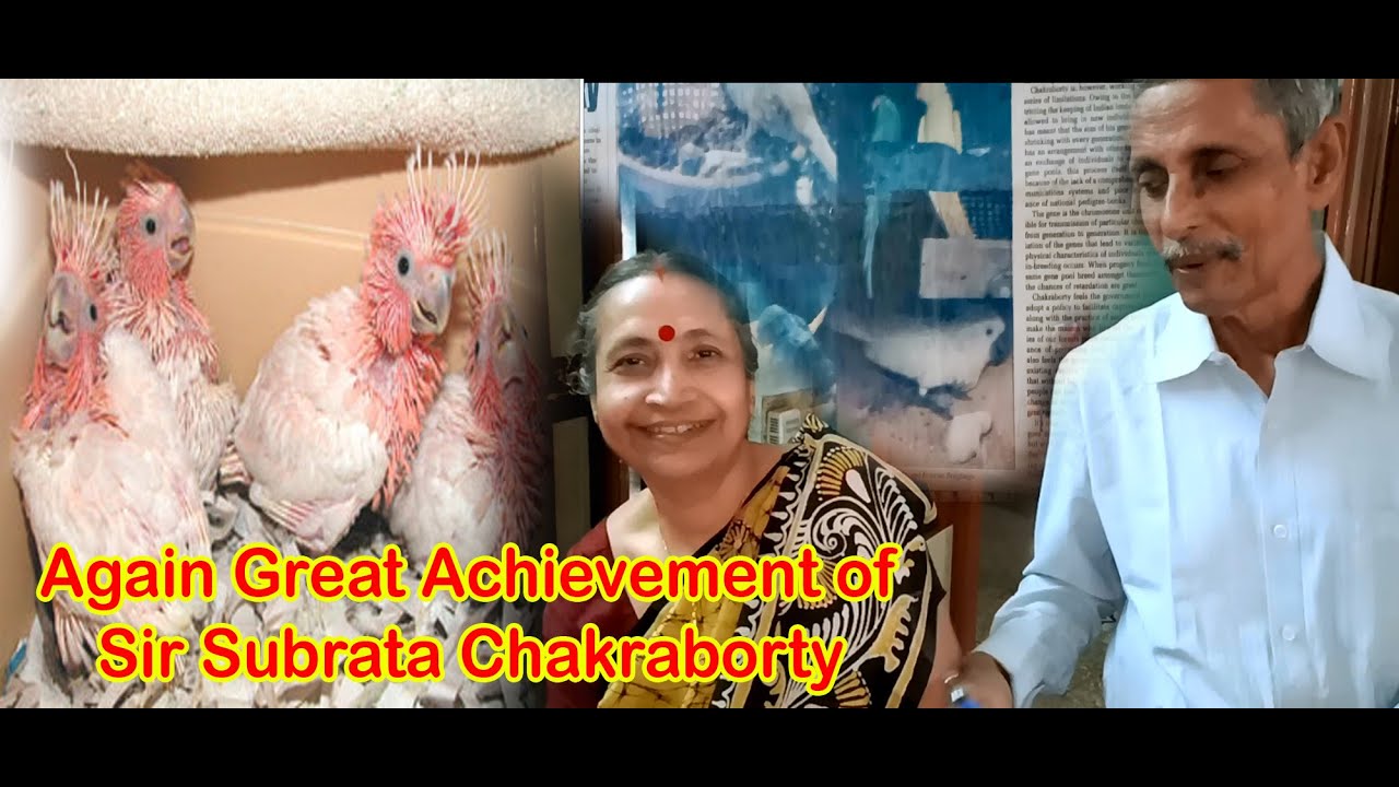 Goffin Cockatoo Progress with Massive Information for Parrot Birds (Kolkata Lovebirds) Part-1