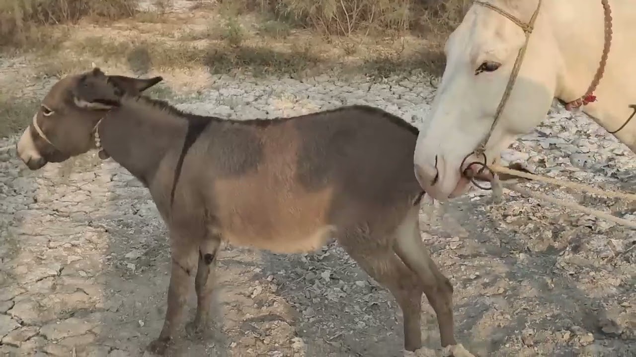 Donkey mating 