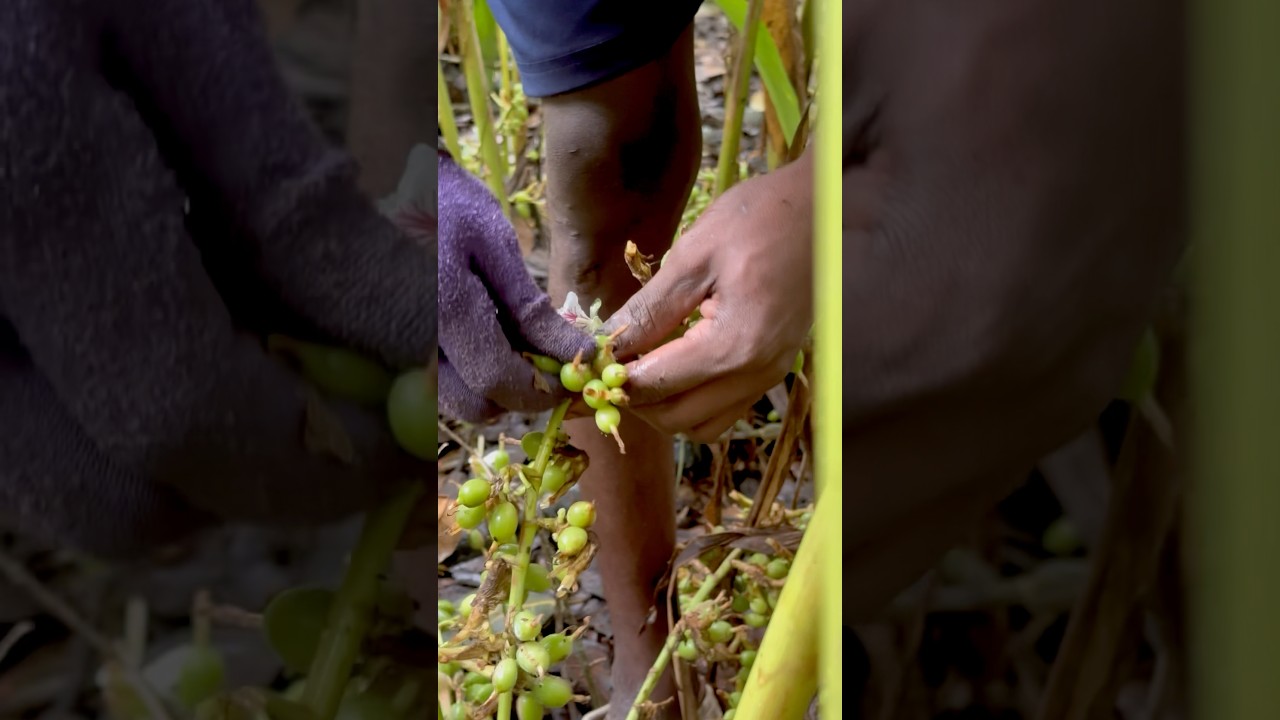 Cardamom harvesting.  # Cardamom #idukki #spices #maharashtra #tamil