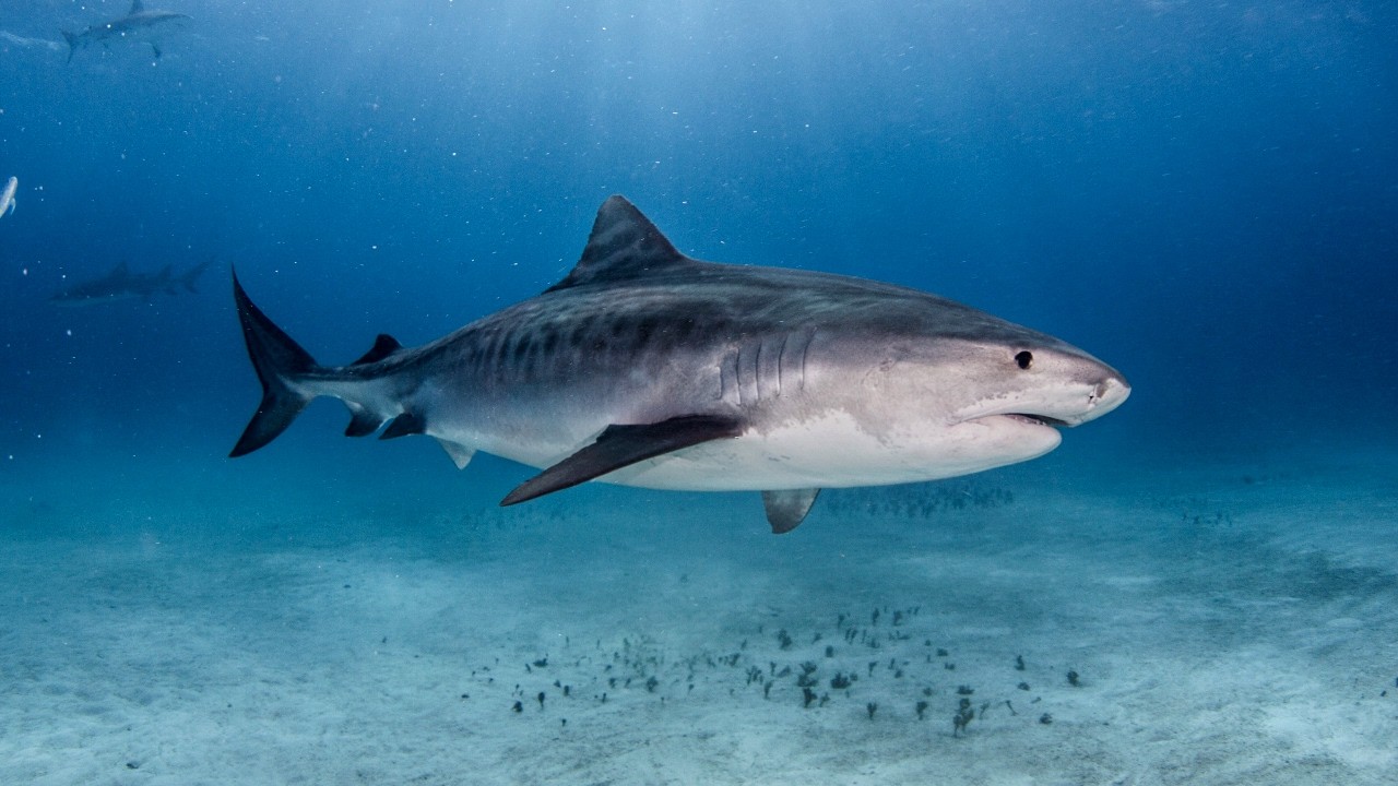 10 Hours Of Imposing Tiger Sharks Patrolling Their Tropical Natural Habitat 4K