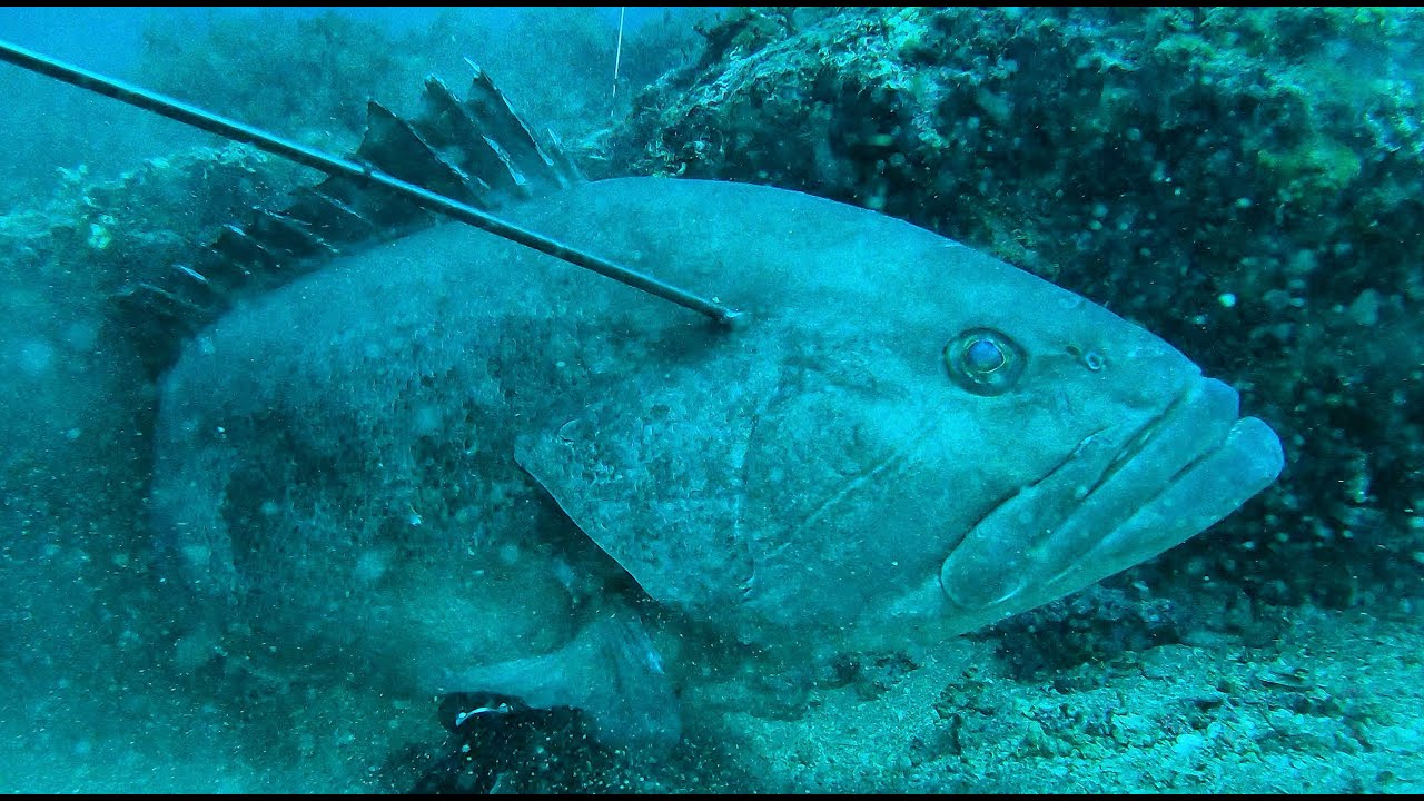 Pescasub: Alla RICERCA di grosse CERNIE (4K UHD)