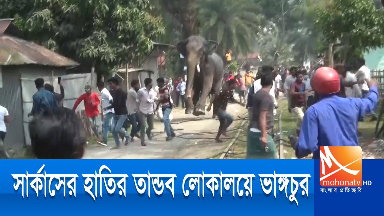 লালমনিরহাটে সার্কাসের হাতির তাণ্ডব | Elephants | Live Streaming | Live TV  | Mohona Tv Live