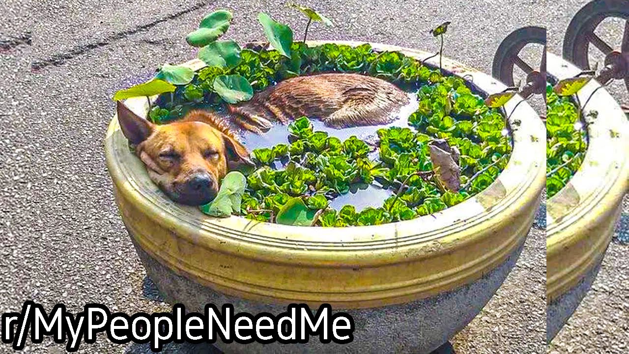 r/MyPeopleNeedMe | The bowl couldn't wait...