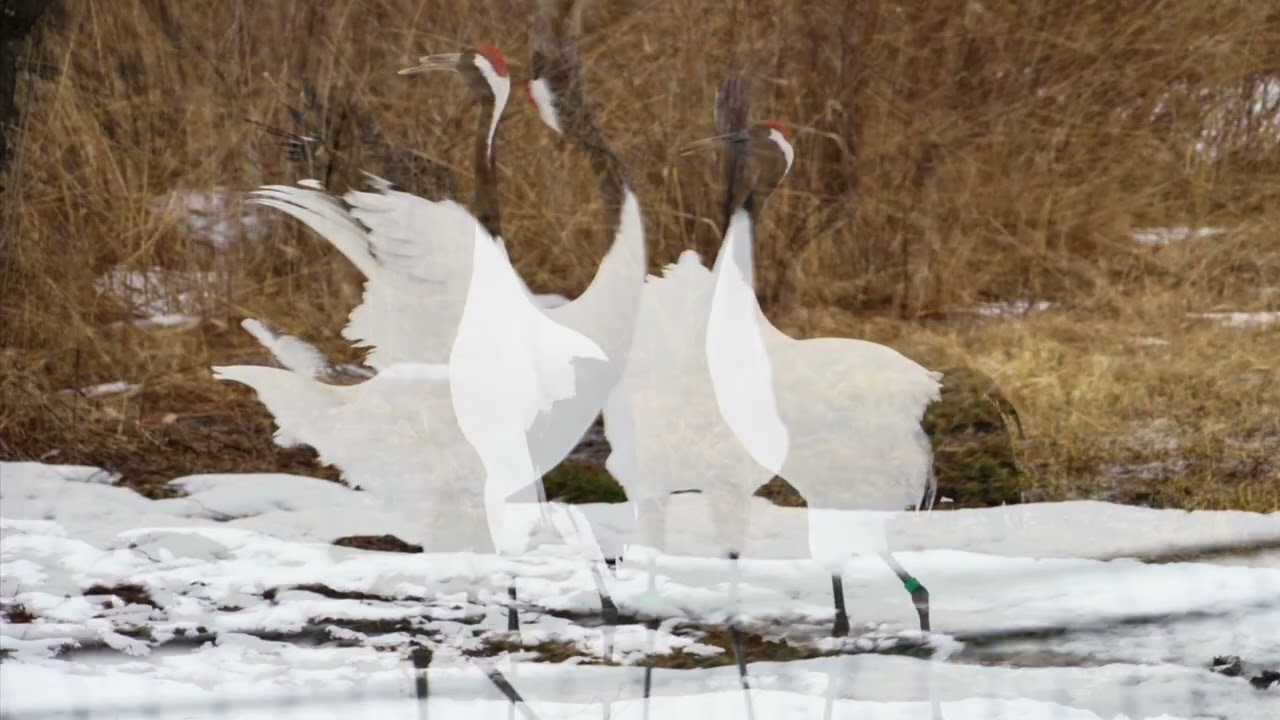 20260305-北海道釧路市丹頂紅自然公園