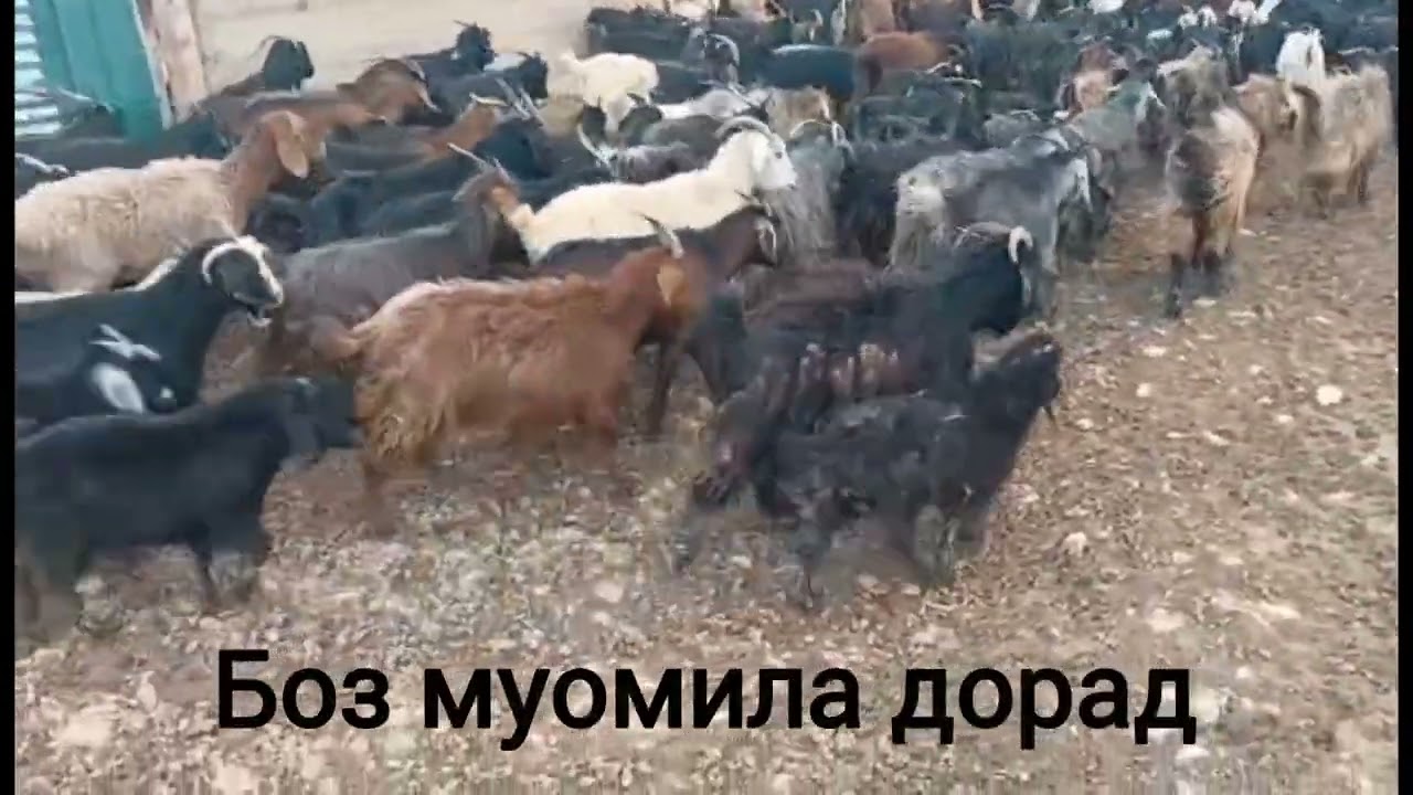 133. Дусад сар бузу серка, якчоя 395 ҳаз.сом. адрес Ҳисор.  Тел 550215151, ватсап ҳам дорад 