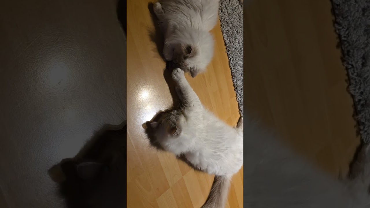 Mila & Ellie Silverwine Spielzeug 