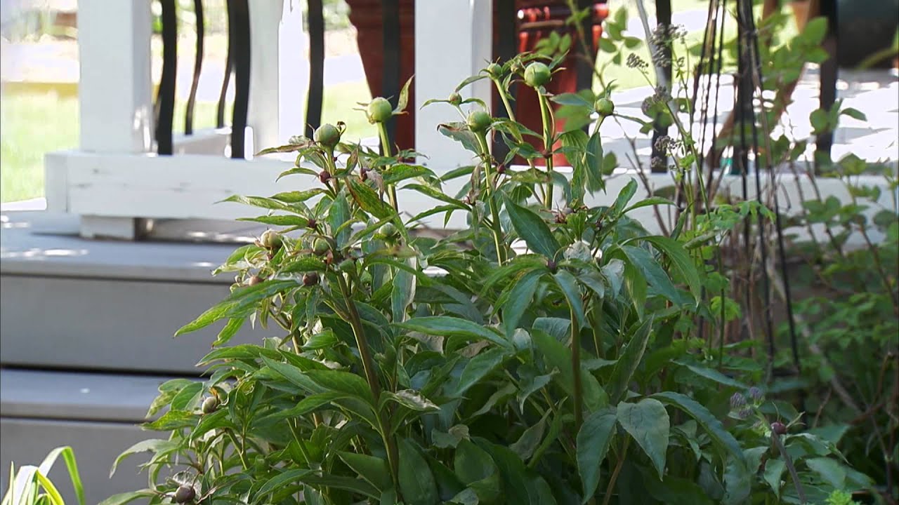 Prevent Frost Damage