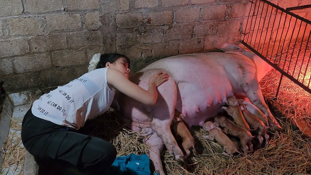 The mostdifficult pig to reproduce I have ever met  /@ThoaRurallife  #121