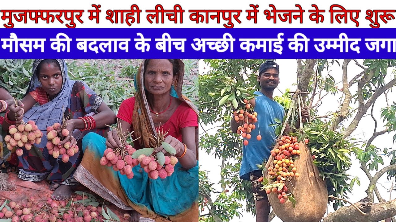 Muzaffarpur Shahi lichi On KanPur हो गया पहली खेप रवाना मौसम बदलाव के बीच अच्छी कमाई की उम्मीद जगा