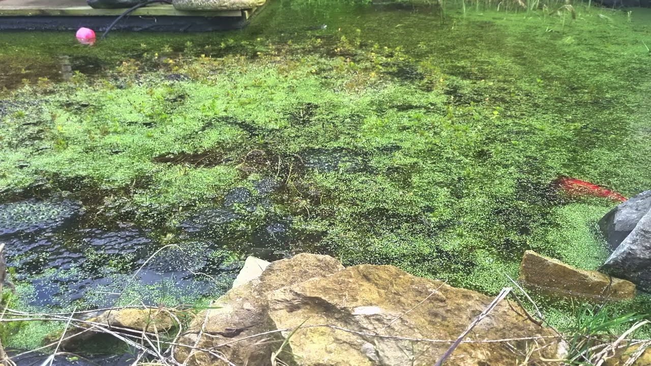 Watching the frogs. 22.2.26 Bristol Uk