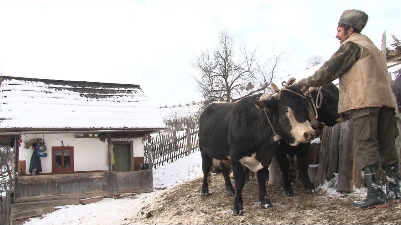 POENARI LEON, partea I-a, part I - Învățatul boilor la jug, treburi gospodărești