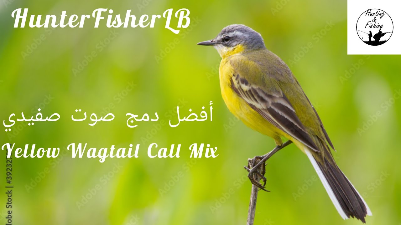صوت إم صفيد للصيد، صفيدي، الزرعة الصفراء- نقي جداً   Western Yellow Wagtail - Motacilla Flava #birds