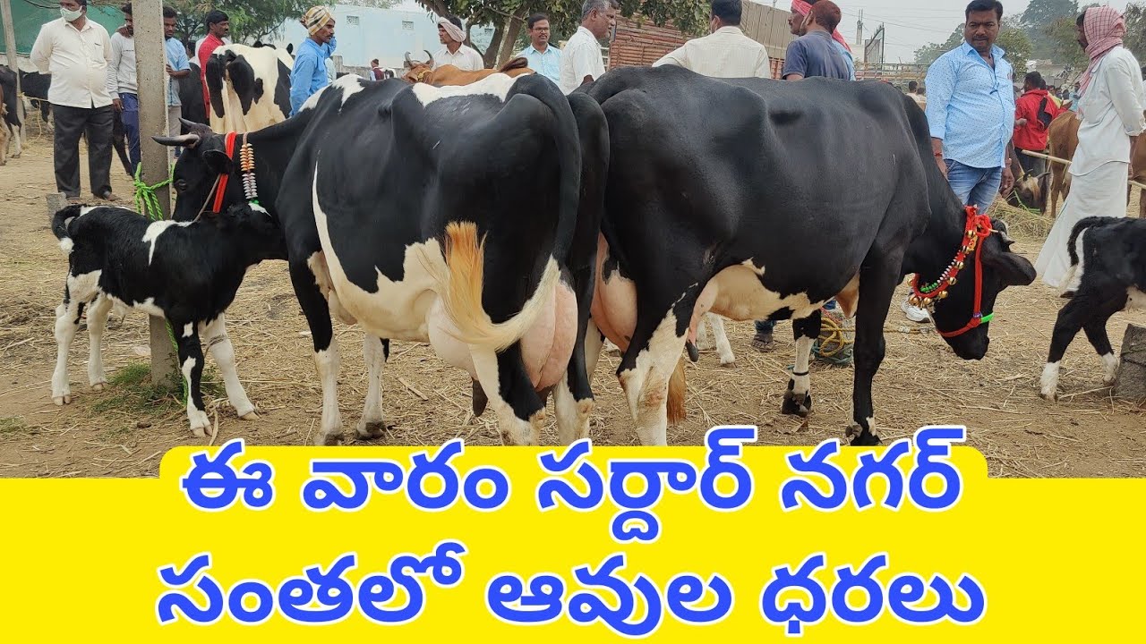ఈ వారం సర్దార్ నగర్ సంతలో ఆవుల ధరలు | Sardarnagar Market Cow Prices
