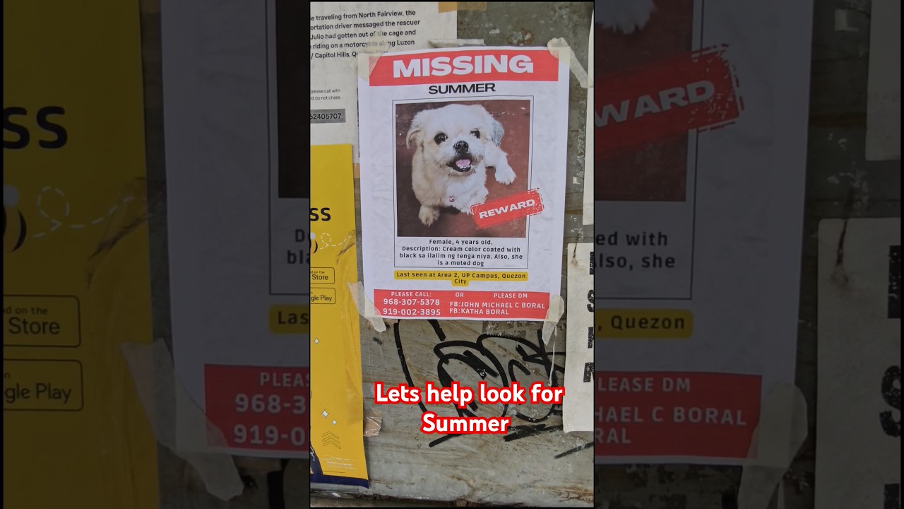 We found this while walking around the university #updiliman #missing #puppy #dog #pets