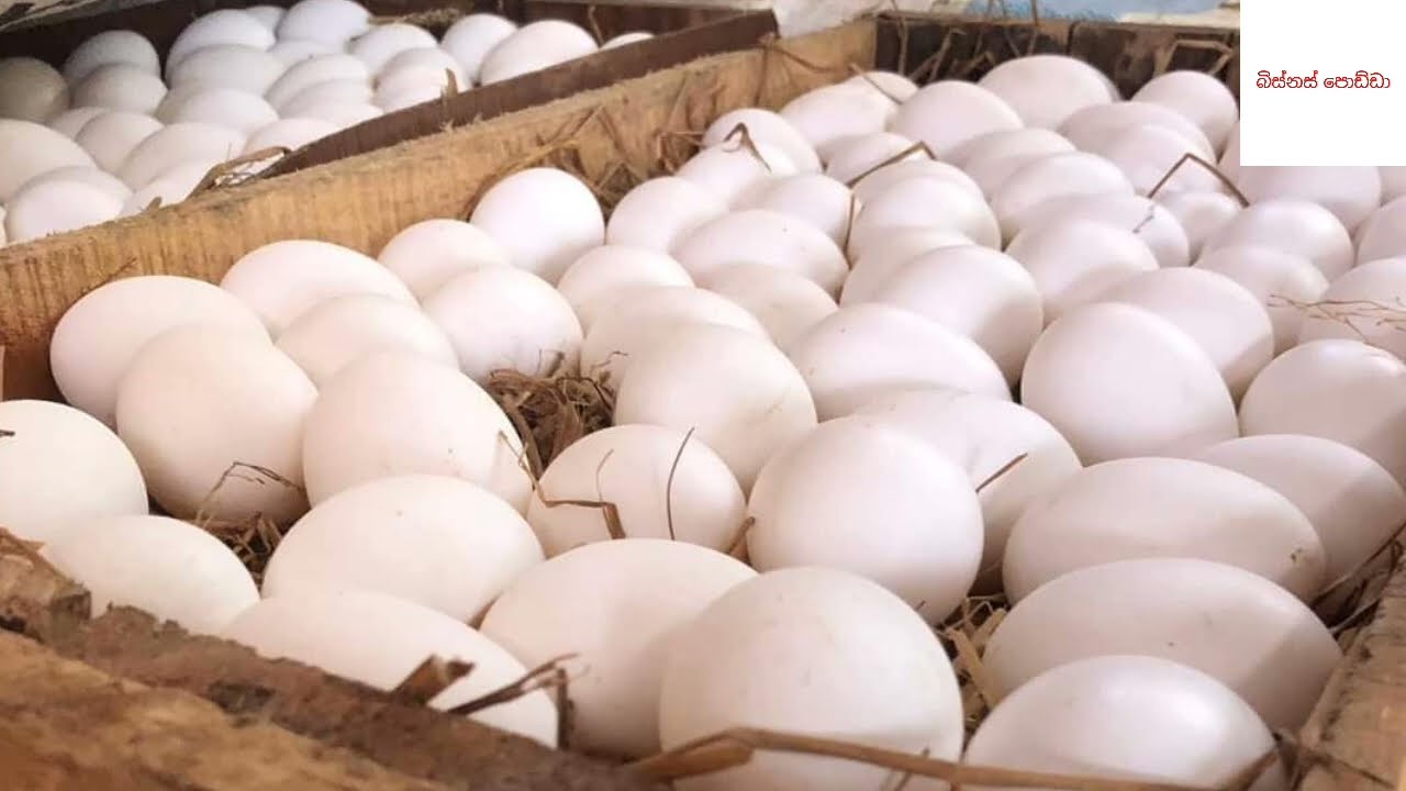 How to start egg business | බිත්තර බිස්නස් එකක් පටන් ගමු | Biththara | sinhala sri lanka