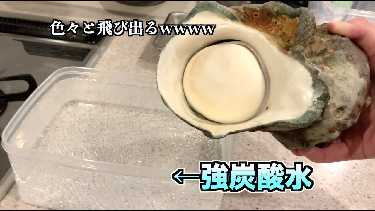 強炭酸水に警戒状態の夜行貝をブチ込んだらうわぁぁぁぁぁぁ〜