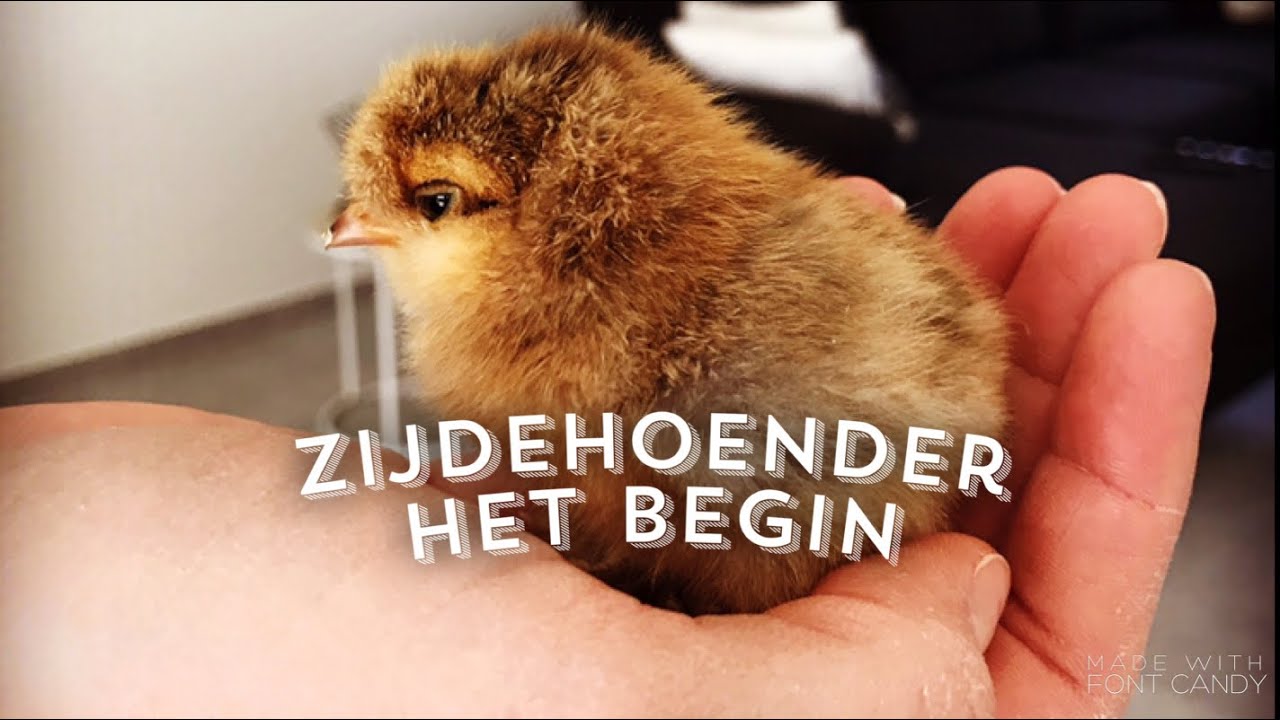 Zijdehoender : het begin